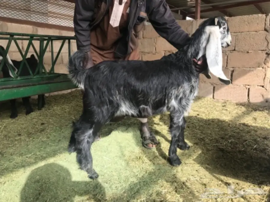 جفار عوارض طيبه  (image 2)