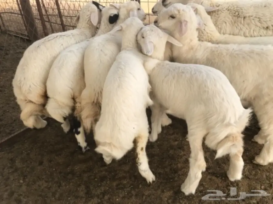 للبيع بهم حري مغلق شحم 