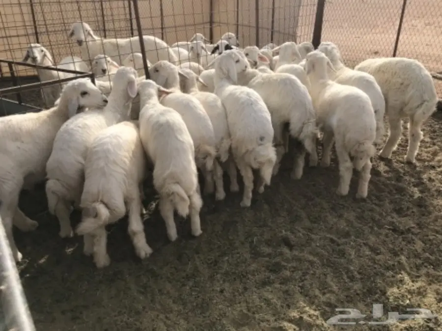 للبيع بهم حري مغلق شحم  (image 1)