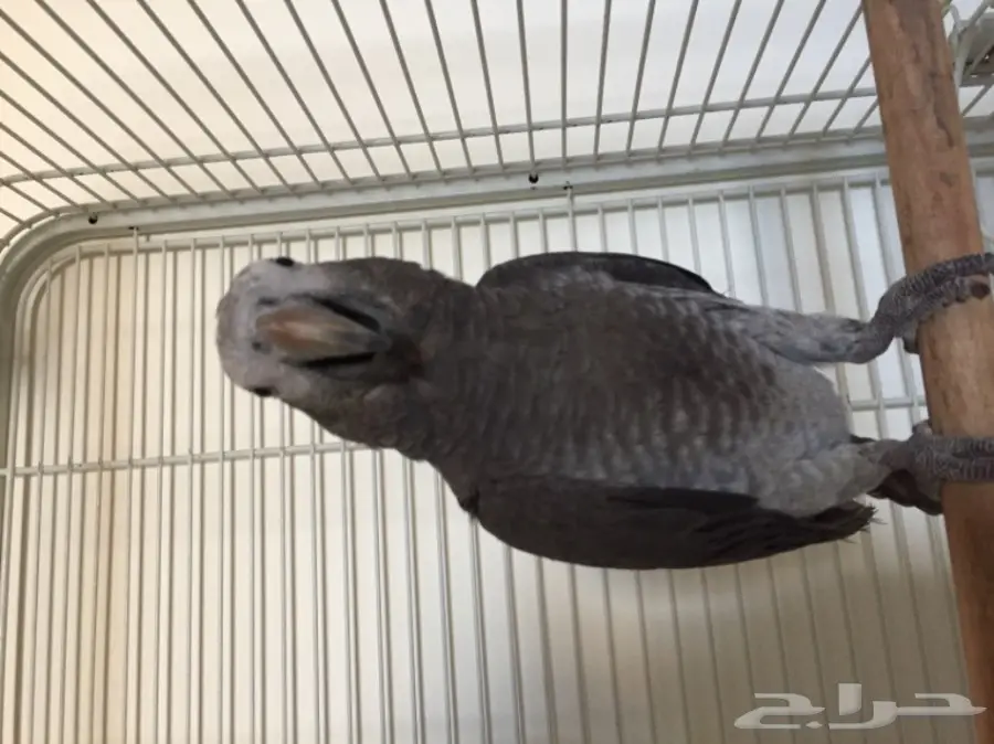 كاسكو غيني فرخ