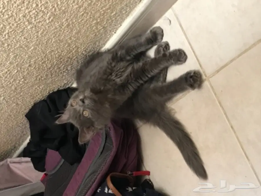 للبيع قط شيرازي كيووت 