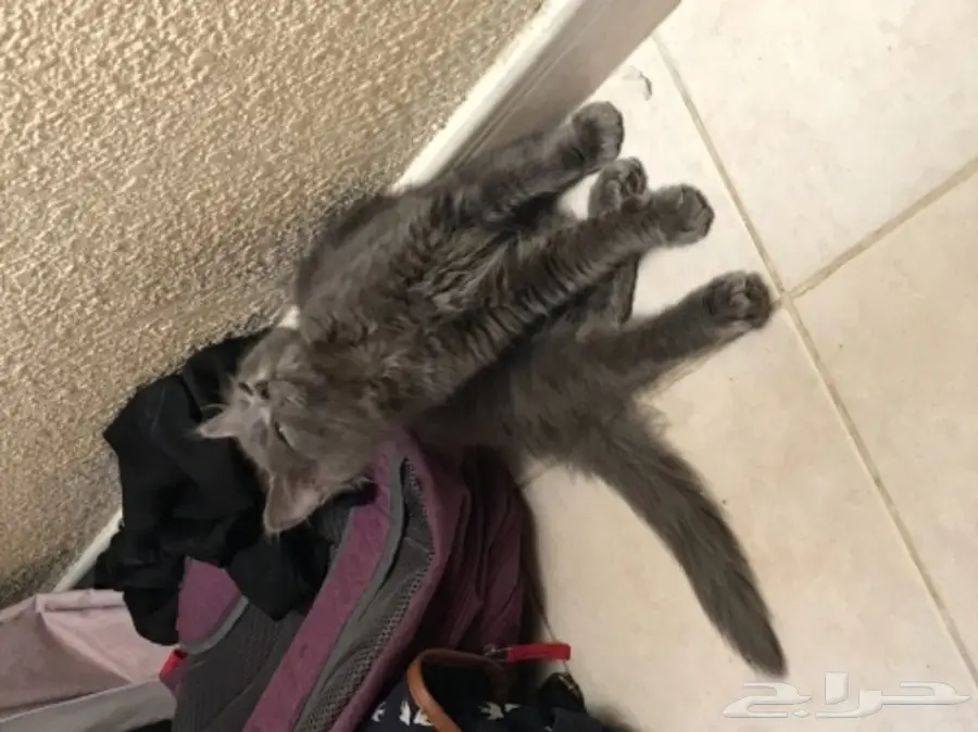 للبيع قط شيرازي كيووت  (image 1)