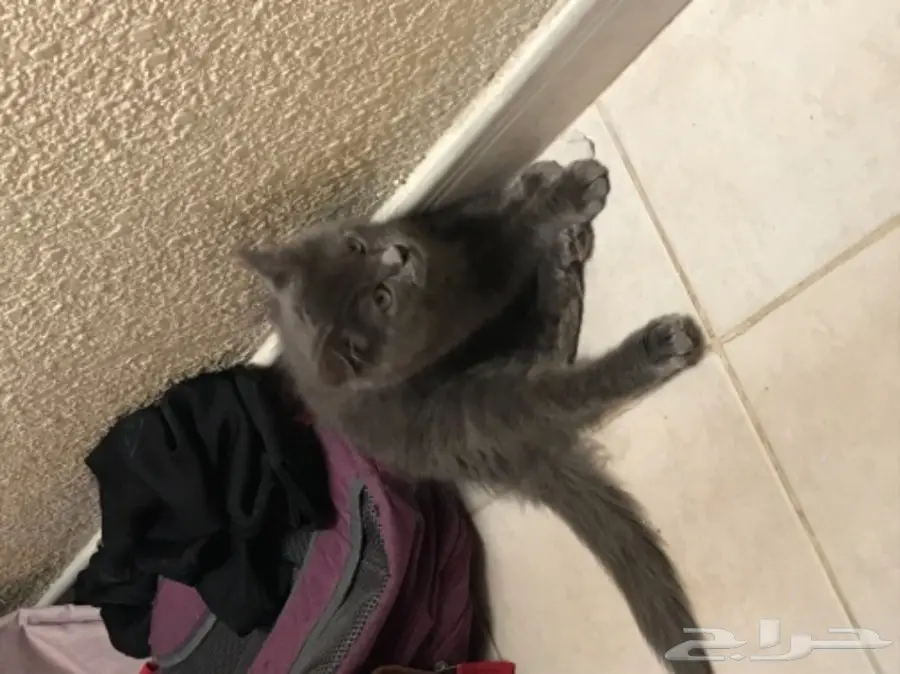 للبيع قط شيرازي كيووت  (image 2)