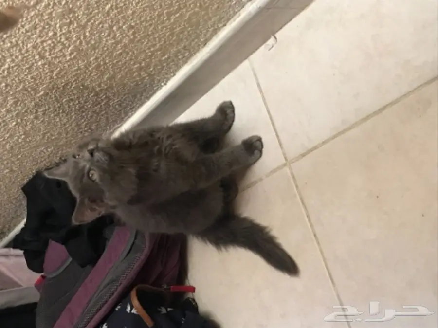 للبيع قط شيرازي كيووت  (image 3)