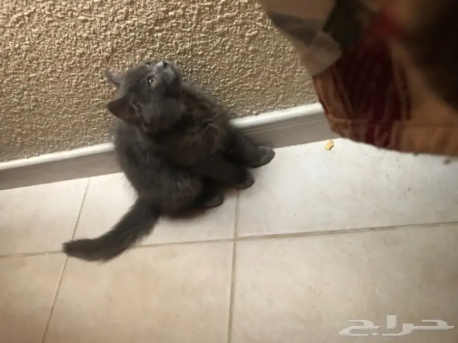 للبيع قط شيرازي كيووت  (image 4)