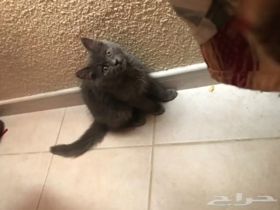 للبيع قط شيرازي كيووت  (image 5)