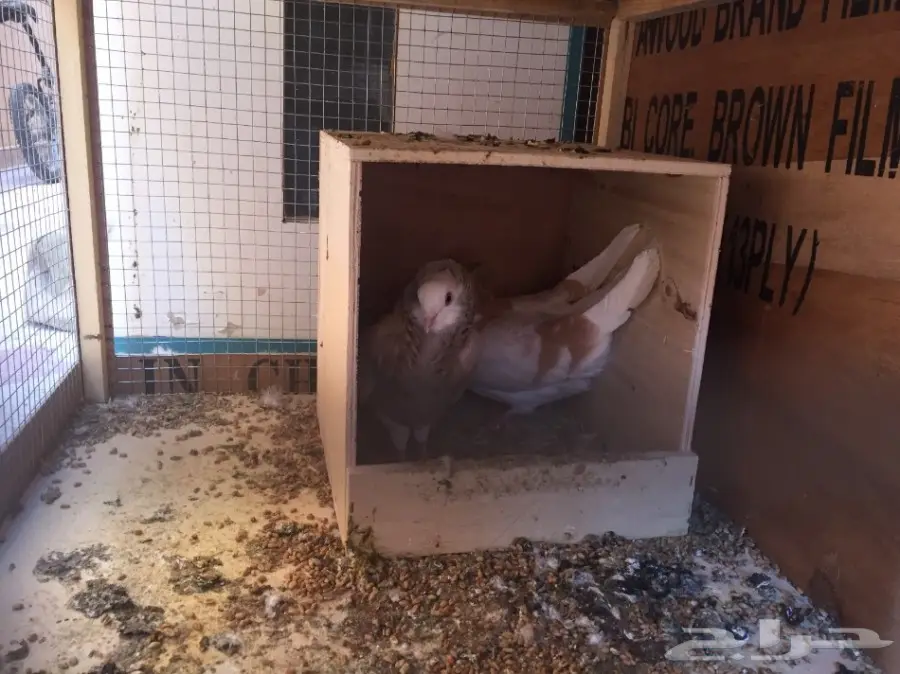 للبيع جوزين بلجيكي منتجة  (image 1)