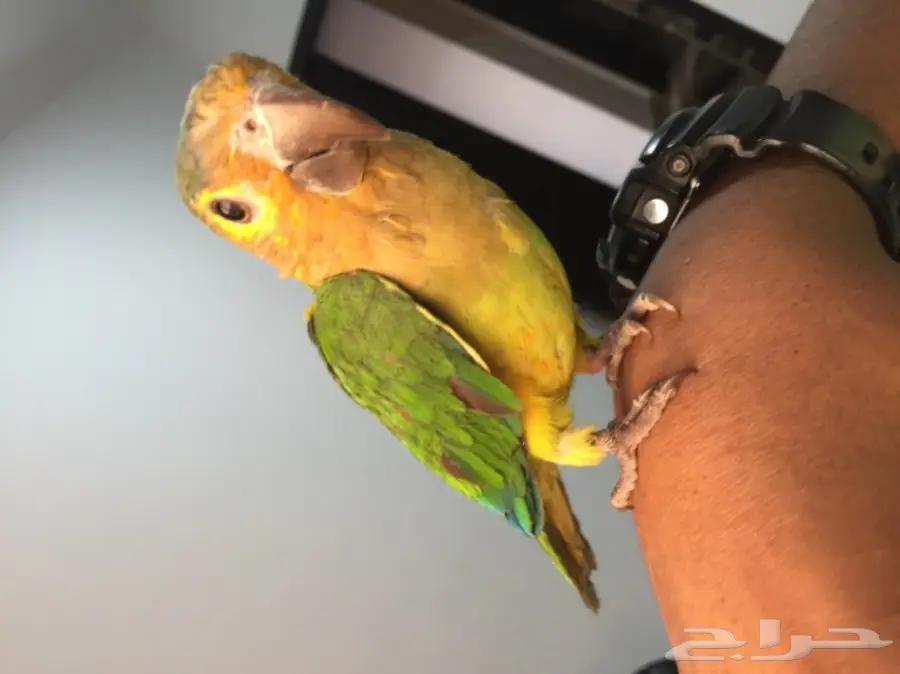 كروات متكلم في الوجه بلو فرونتد هدد 