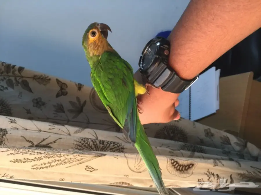 كروات متكلم في الوجه بلو فرونتد هدد  (image 1)