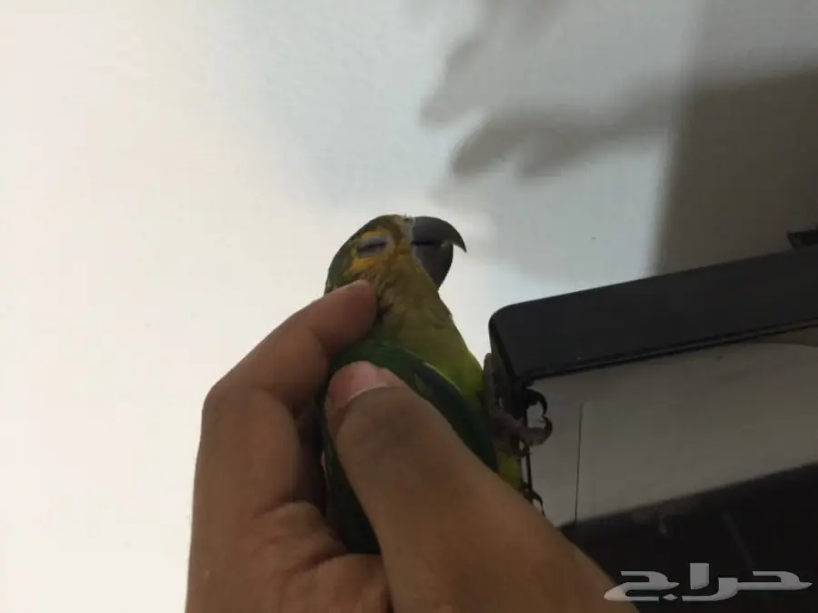 كروات متكلم في الوجه بلو فرونتد هدد  (image 2)