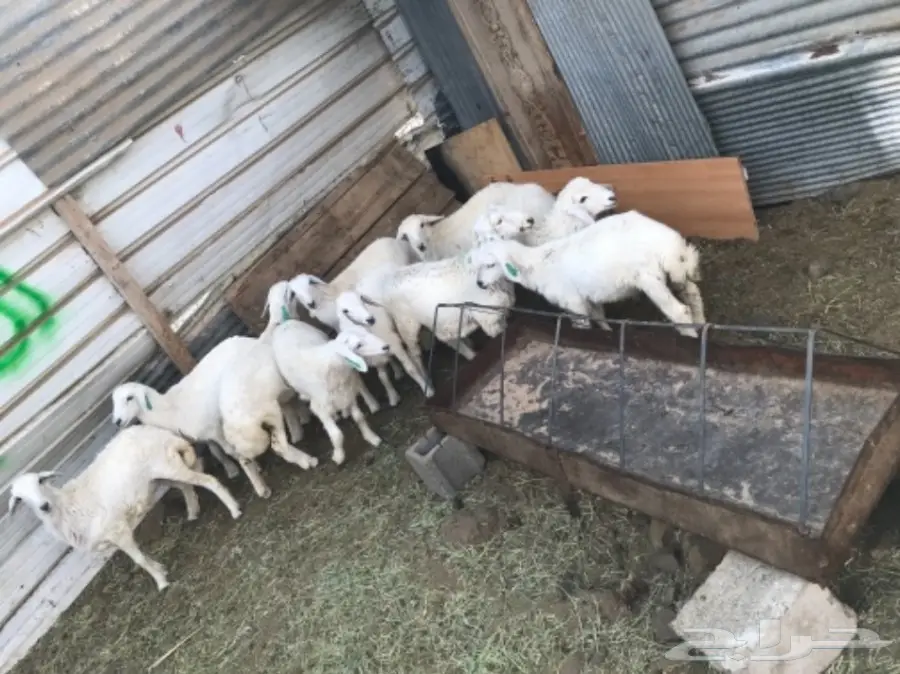 بهم طيب  (image 5)