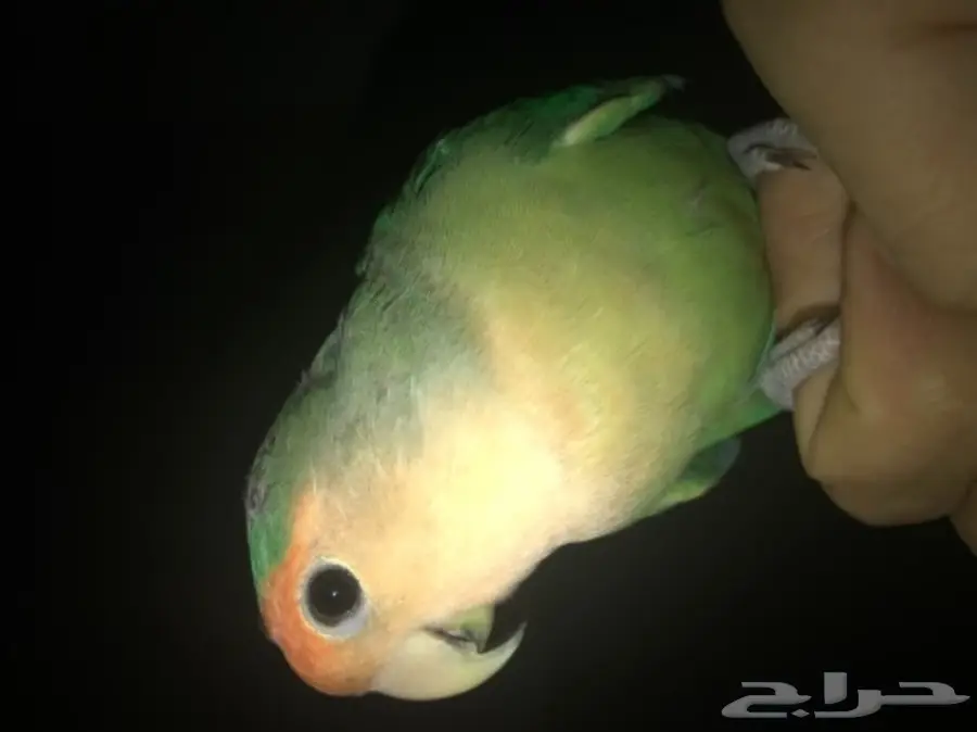 ذكر روز (image 1)