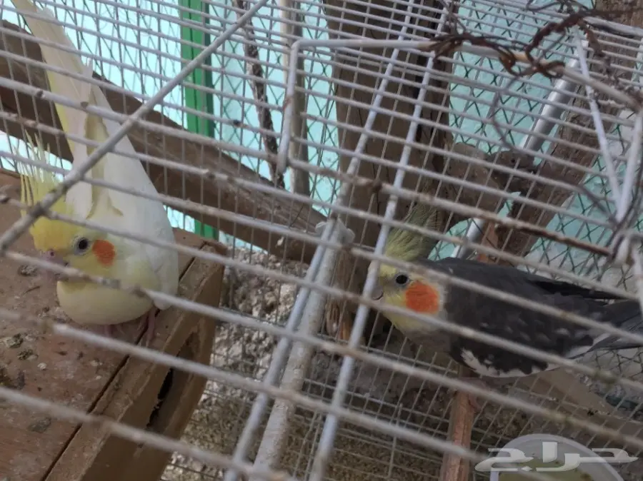 كروان منتج (image 2)