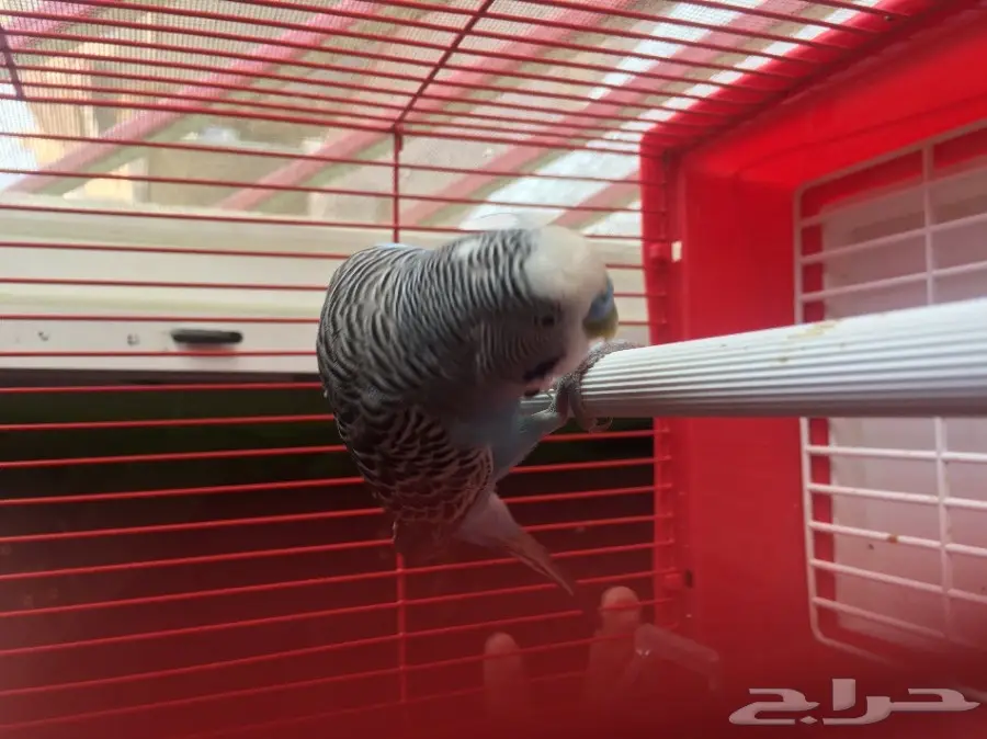 للبيع كناري (image 11)
