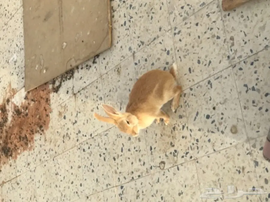 ارانب للبيع اناثي (image 3)