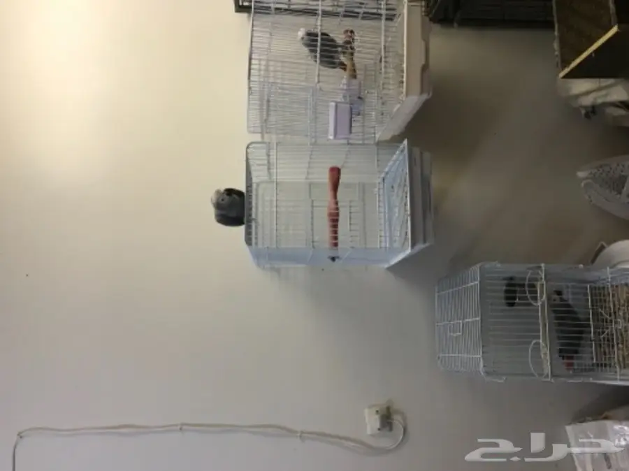 دفعة فروخ كاسكو هولندي  (image 2)