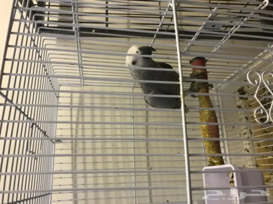 دفعة فروخ كاسكو هولندي  (image 5)