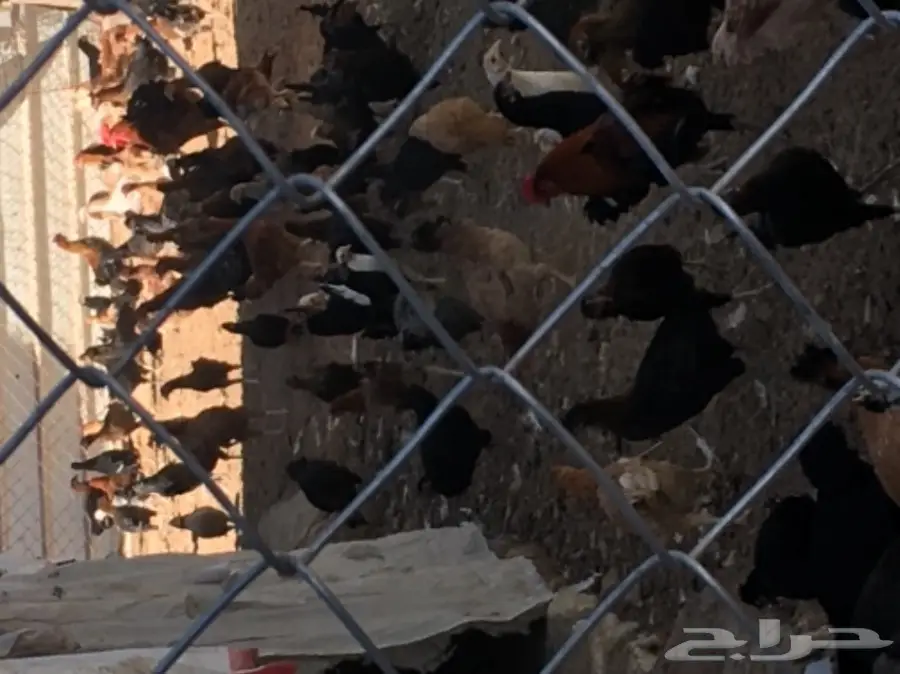 دجاج بلدي بياض 