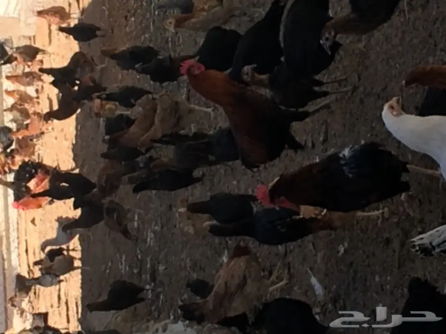 دجاج بلدي بياض  (image 1)