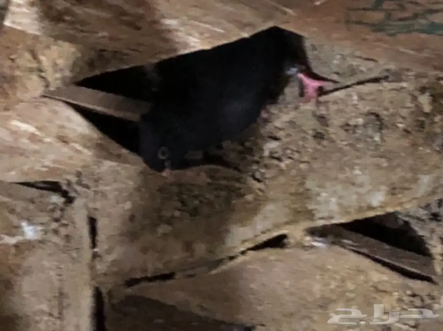 للبيع  (image 23)