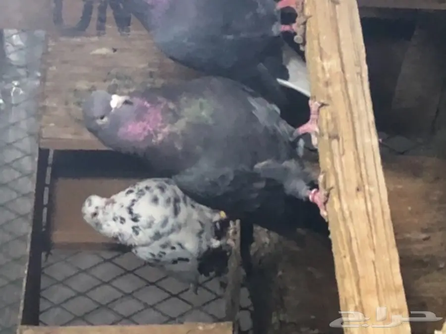 للبيع  (image 25)