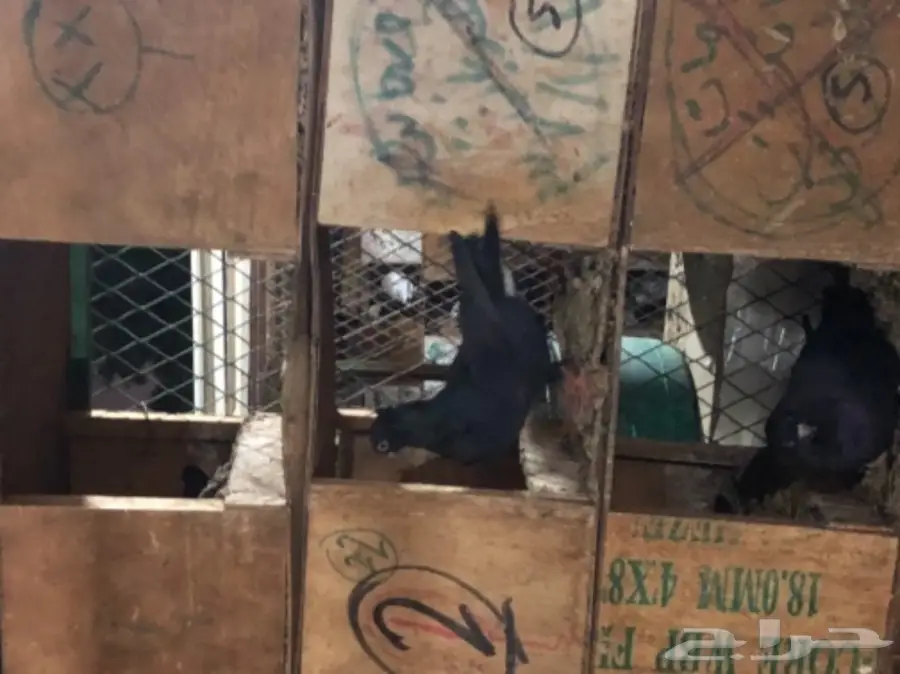 للبيع  (image 30)