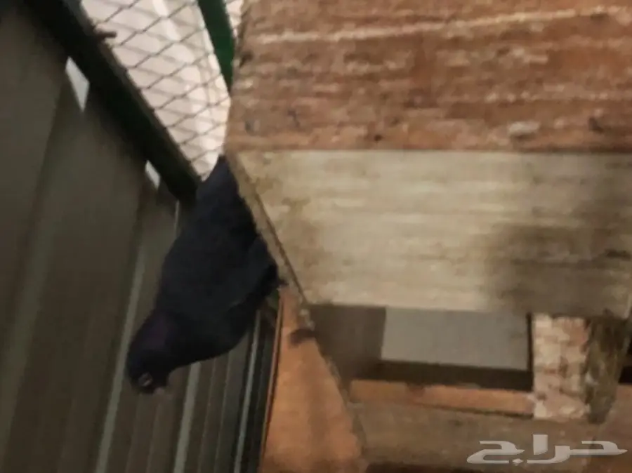 للبيع  (image 32)