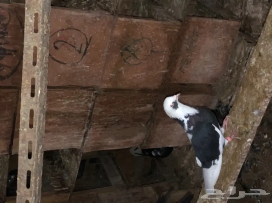 للبيع  (image 33)