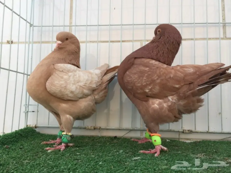 جوز كنق ارجنت TOP