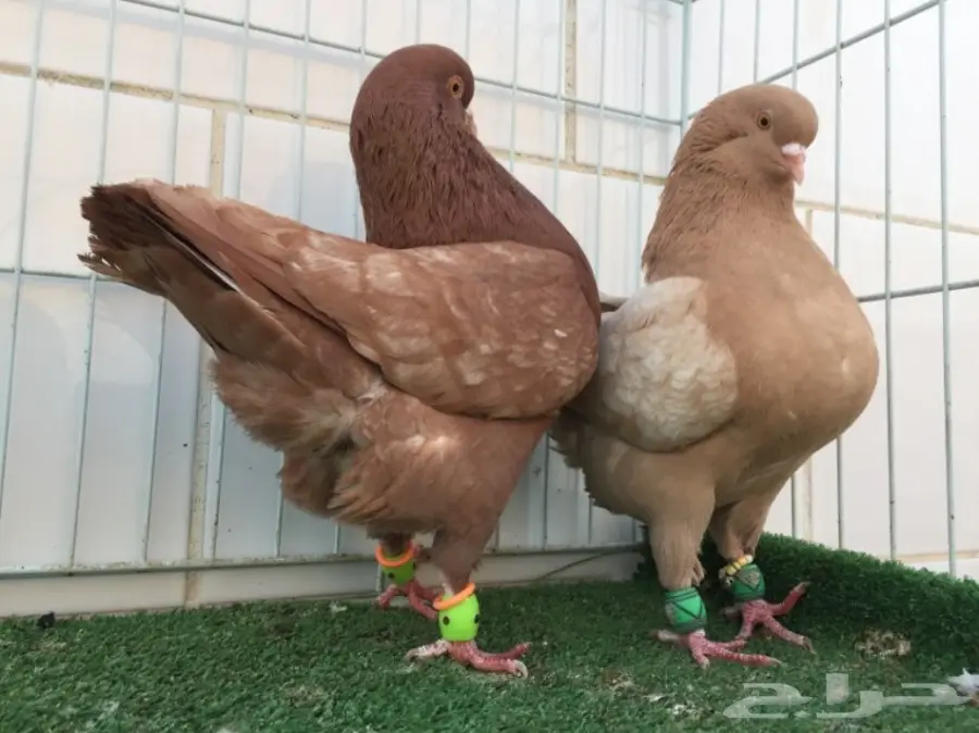 جوز كنق ارجنت TOP (image 1)