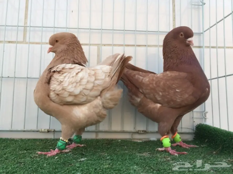 جوز كنق ارجنت TOP (image 2)