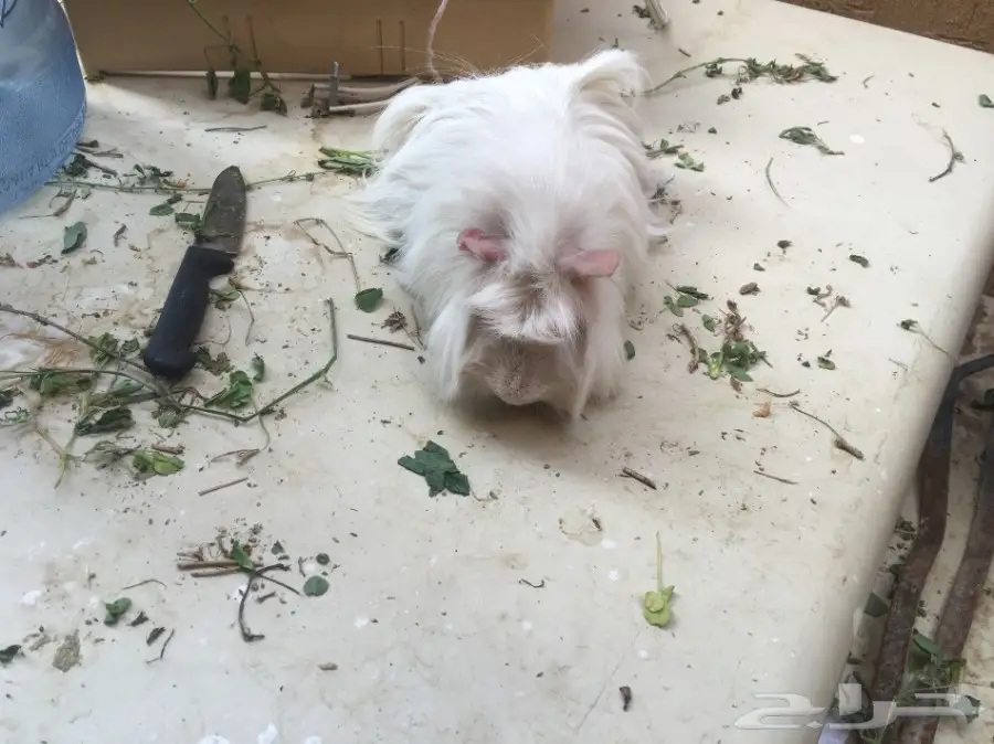 وبر وبران فرنسي  (image 5)