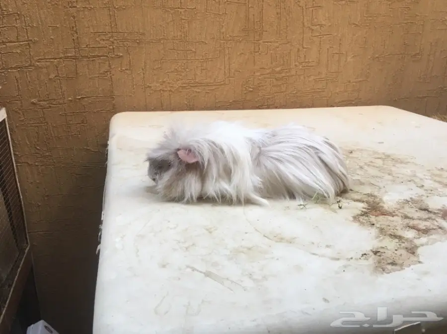 وبر وبران فرنسي  (image 6)