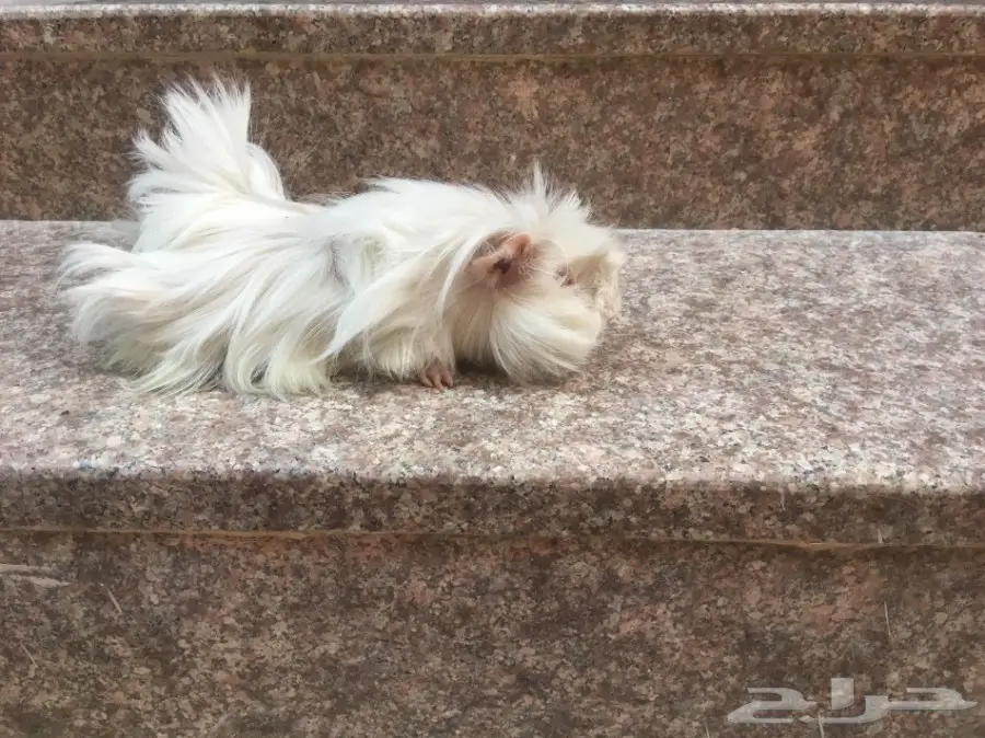 وبر وبران فرنسي  (image 8)