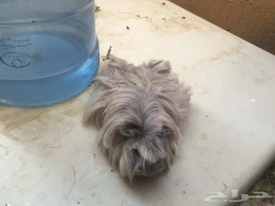 وبر وبران فرنسي  (image 13)