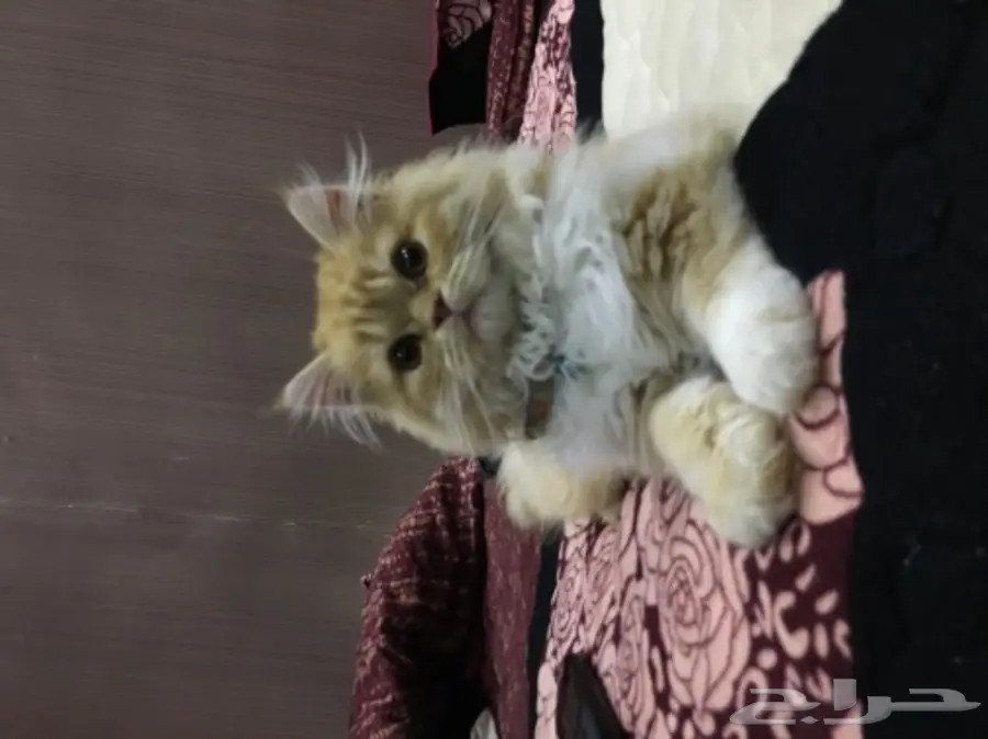 قط شيرازي اللون شمسي للبيع (image 1)