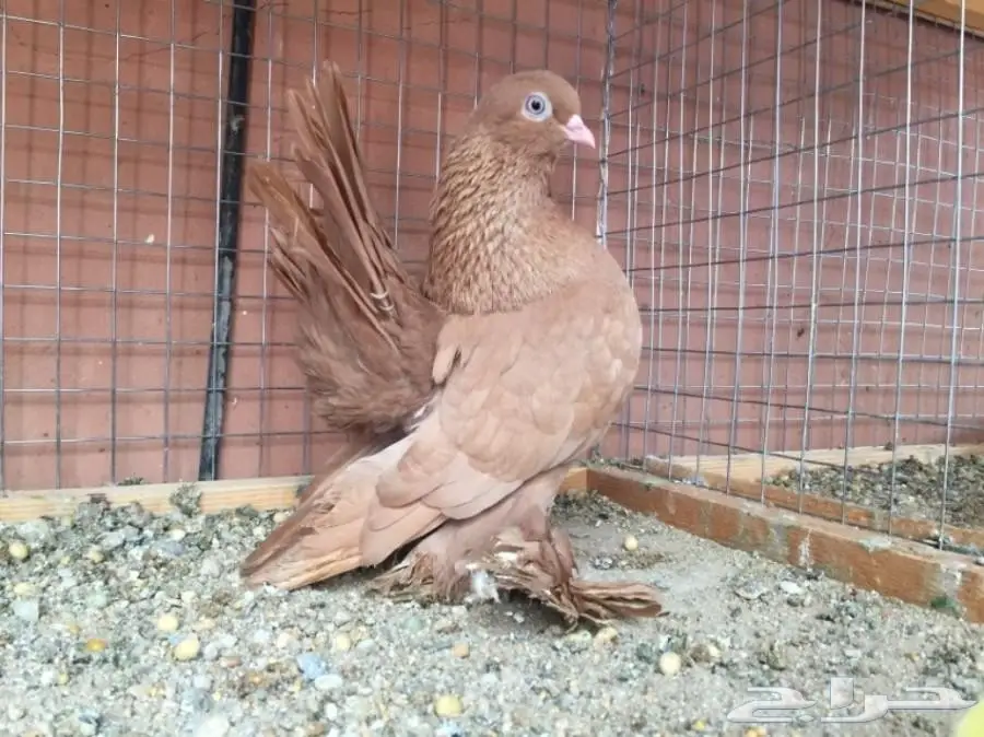 كرنقوا اصفر فل كلر 