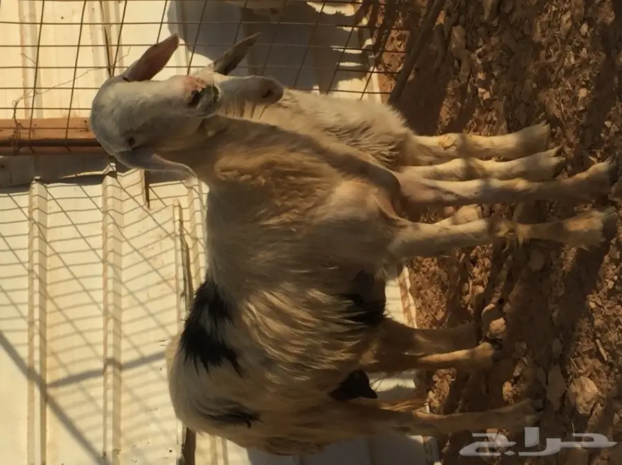 نجديه معها خروف ضحيه (image 1)
