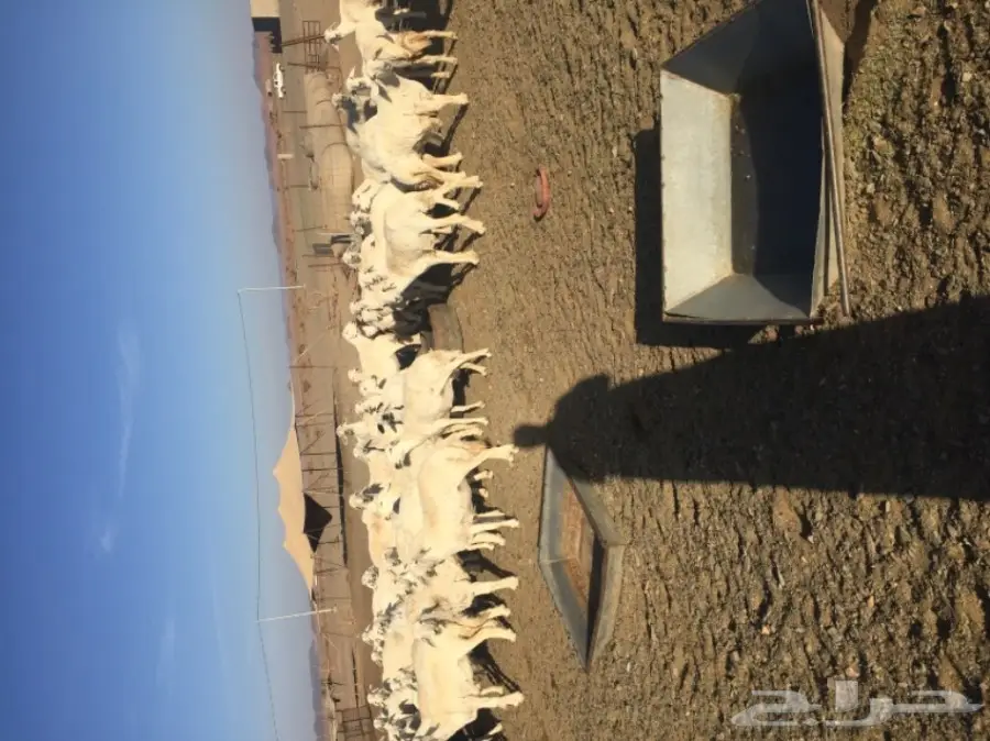 غنم حريات المدينه المنوره-الحناكيه 