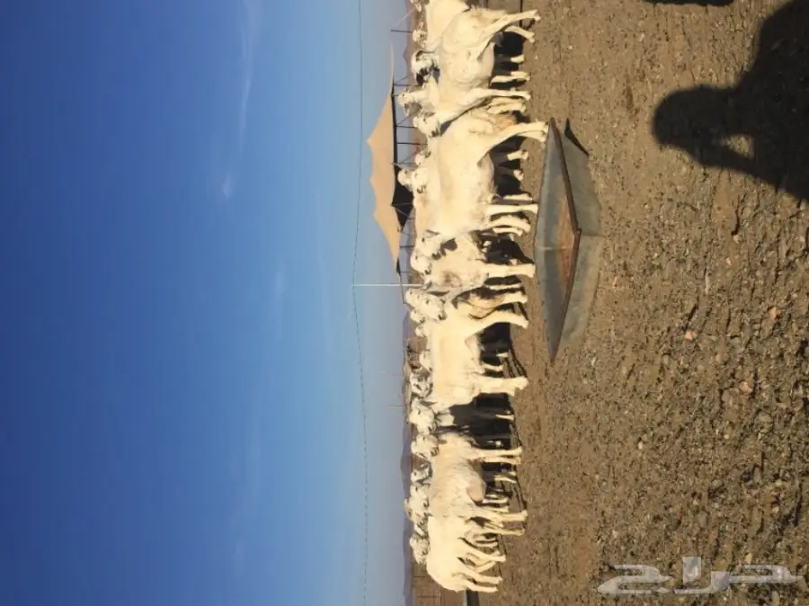 غنم حريات المدينه المنوره-الحناكيه  (image 1)