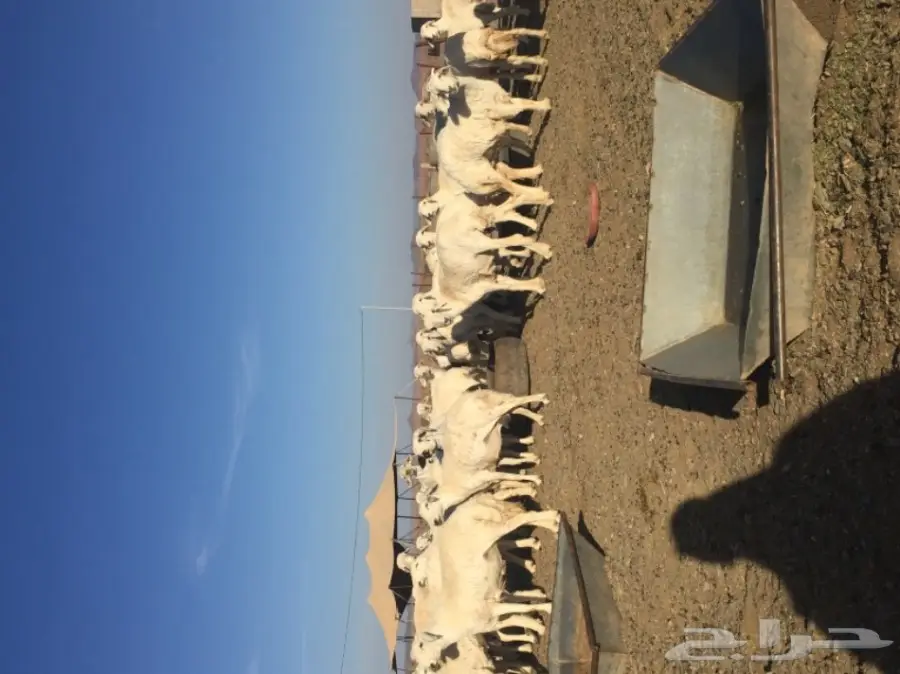 غنم حريات المدينه المنوره-الحناكيه  (image 2)