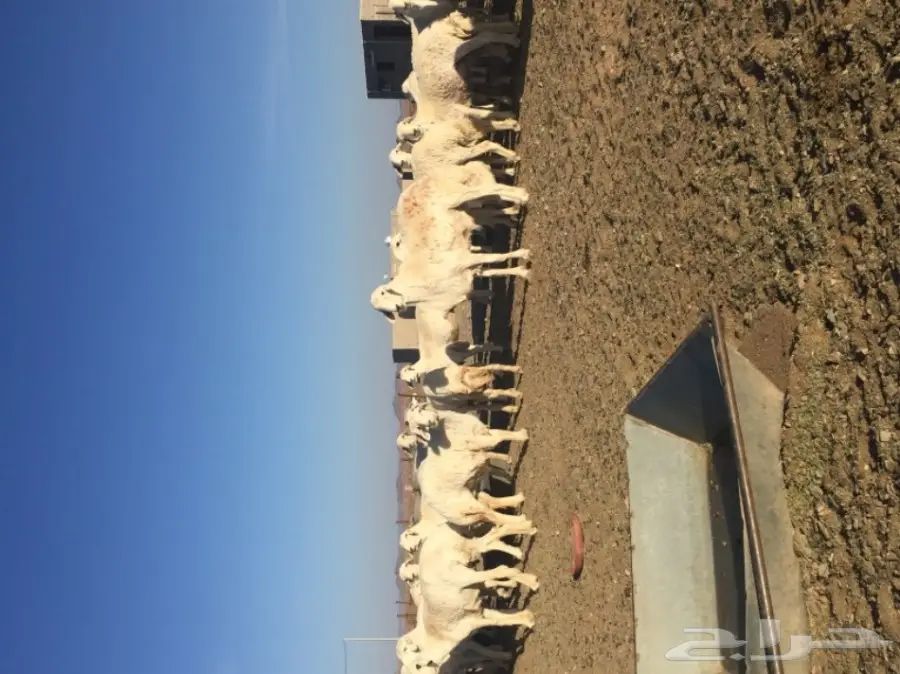 غنم حريات المدينه المنوره-الحناكيه  (image 3)