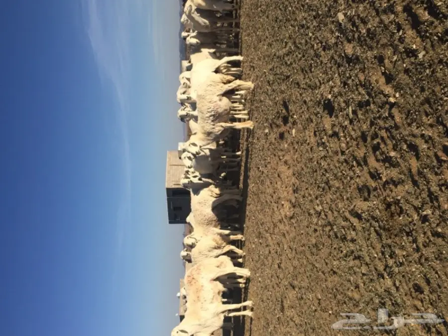 غنم حريات المدينه المنوره-الحناكيه  (image 4)