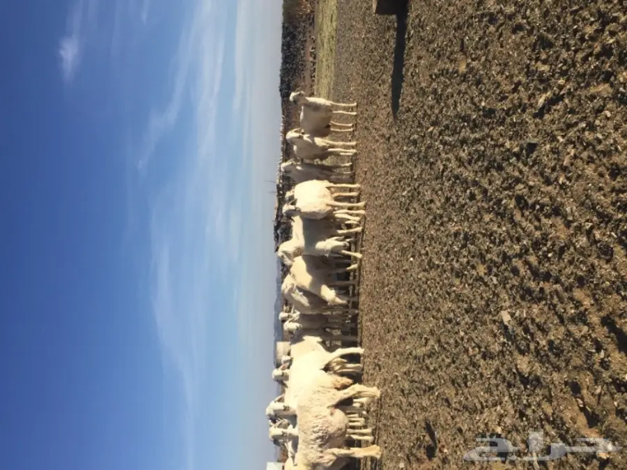 غنم حريات المدينه المنوره-الحناكيه  (image 5)