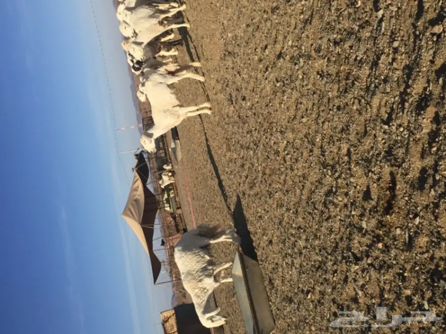 غنم حريات المدينه المنوره-الحناكيه  (image 6)