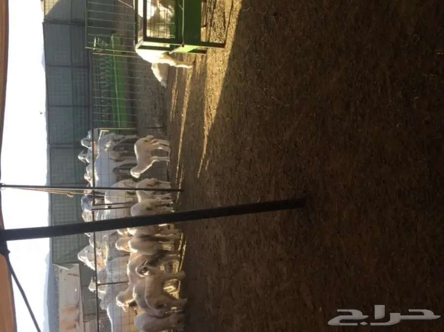 غنم حريات المدينه المنوره-الحناكيه  (image 7)