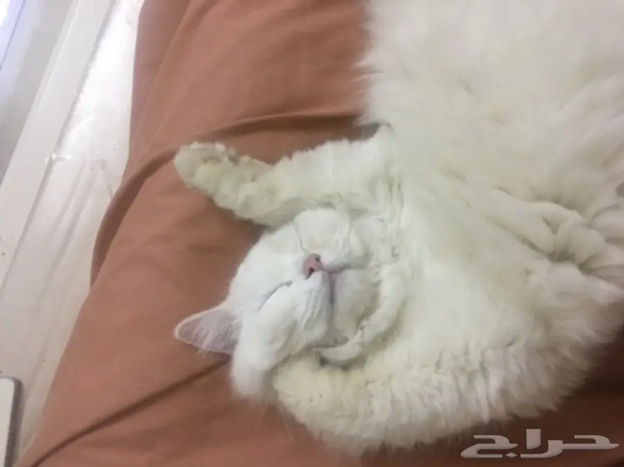 قطه شيرازي للبيع  (image 1)