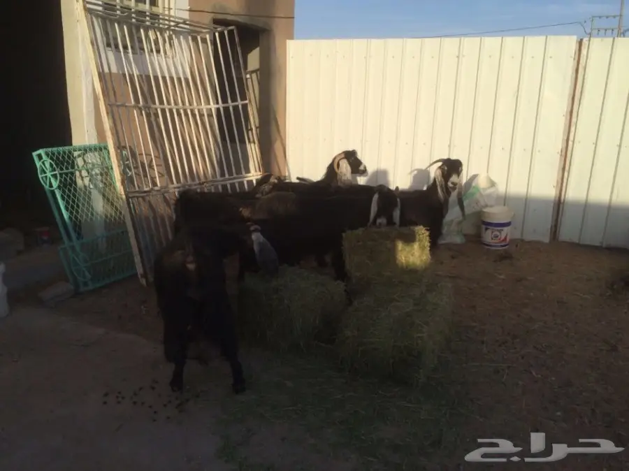 للبيع معزتء حليب ماشاء الله