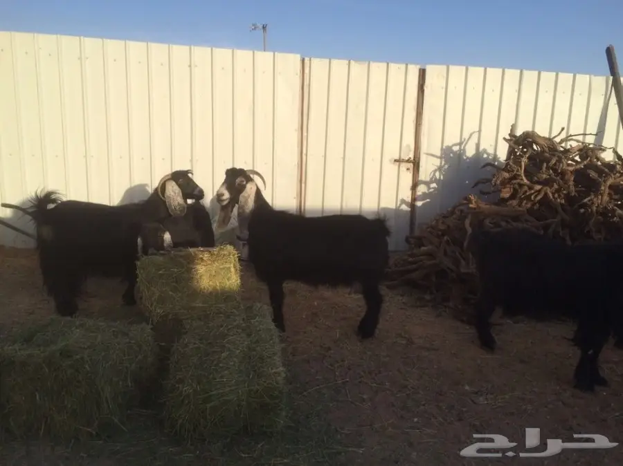 للبيع معزتء حليب ماشاء الله (image 1)