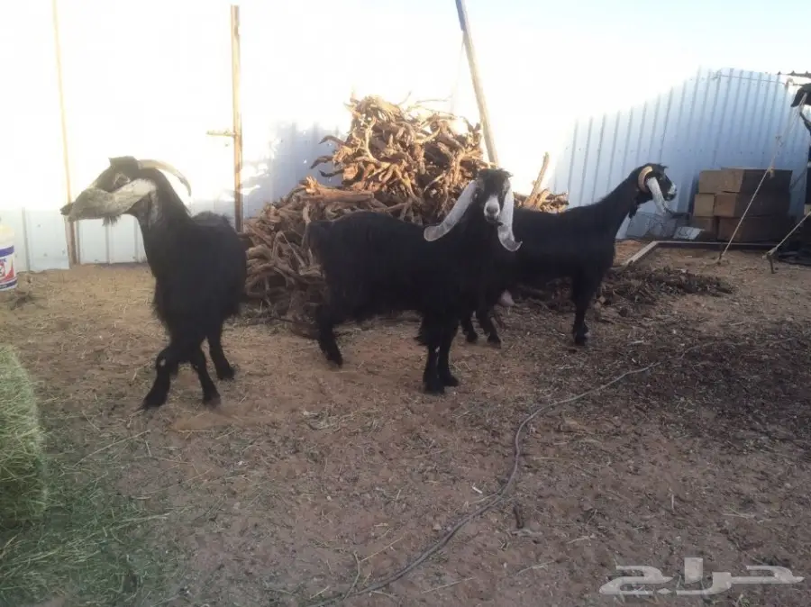 للبيع معزتء حليب ماشاء الله (image 2)